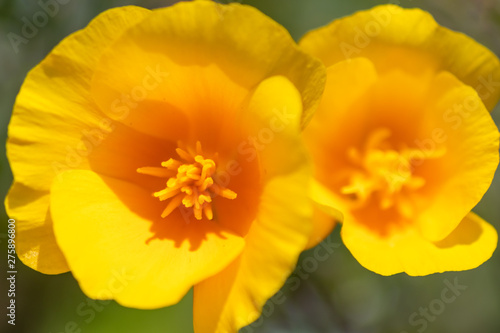 Bezaubernd schöne Blüten zeigen die Schönheit von Frühling und Sommer im Detail durch close up Makro-Aufnahme und schönem Sonnenschein zur schönsten Jahreszeit im Garten © sunakri
