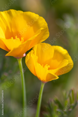 Bezaubernd sch  ne Bl  ten zeigen die Sch  nheit von Fr  hling und Sommer im Detail durch close up Makro-Aufnahme und sch  nem Sonnenschein zur sch  nsten Jahreszeit im Garten