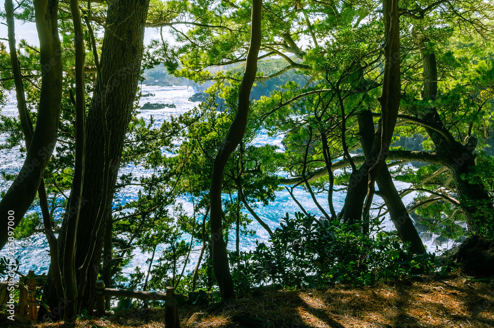 Obraz premium The sea seen from among the trees. Izu region of Japan