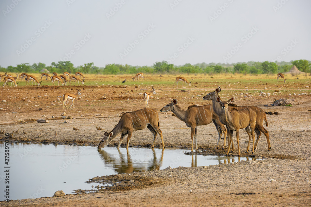 Greater Kudu - Tragelaphus strepsiceros, large striped antelope from African savannas, Etosha National Park, Namibia Greater Kudu - Tragelaphus strepsiceros, large striped antelope from African savannas, Etosha National Park, Namibia