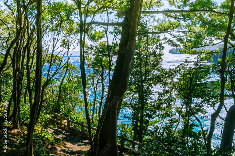 The sea seen from among the trees. Izu region of Japan The sea seen from among the trees. Izu region of Japan