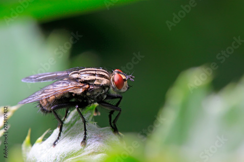 tachina fly on plant