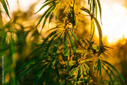 Green bushes of marijuana. Close up view of a marijuana cannabis bud.