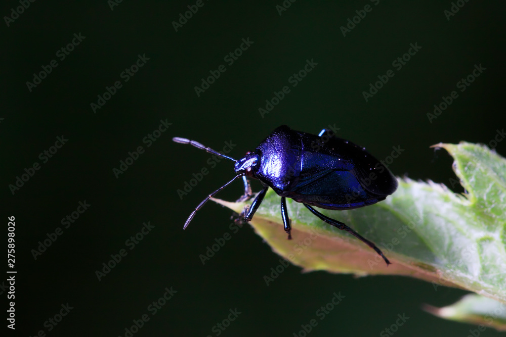 Naklejka premium bugs on plant