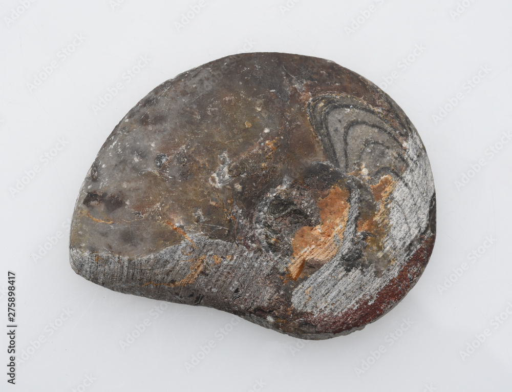 Ammonit, Fossil, Sagittalschnitt Ammonit, Fossil, Sagittalschnitt