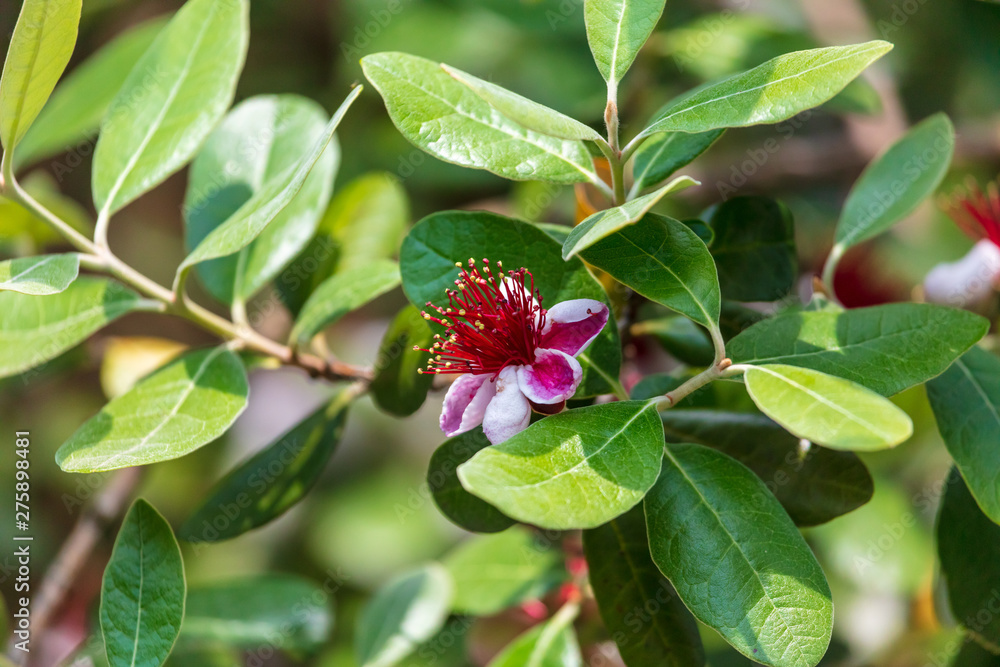 Flowers on the branches of the Feijoa tree Flowers on the branches of the Feijoa tree