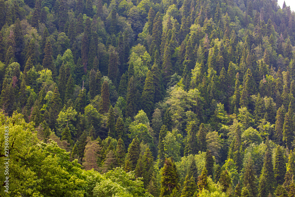 Coniferous forests on the slopes of the Caucasus Mountains Coniferous forests on the slopes of the Caucasus Mountains