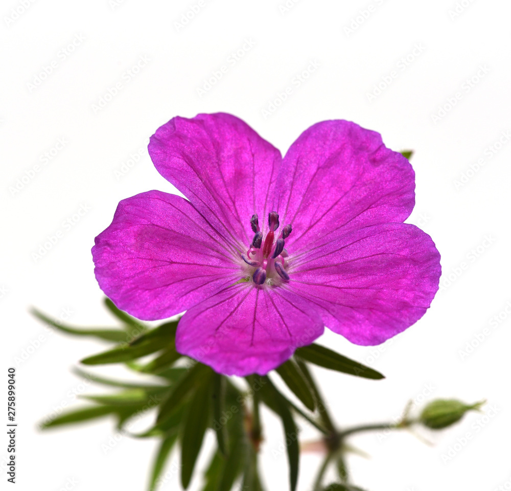 Blutstorchschnabel, Geranium, sanguineum Blutstorchschnabel, Geranium, sanguineum