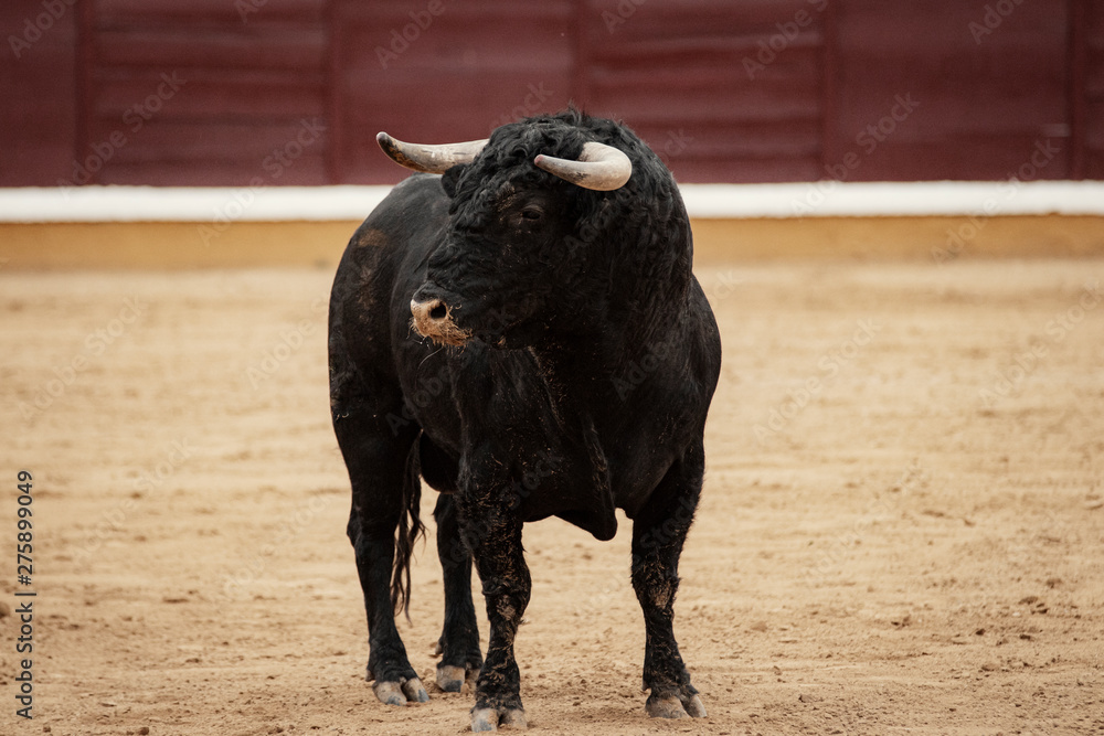 Toro en la plaza sobre el albero durante la corrida Toro en la plaza sobre el albero durante la corrida