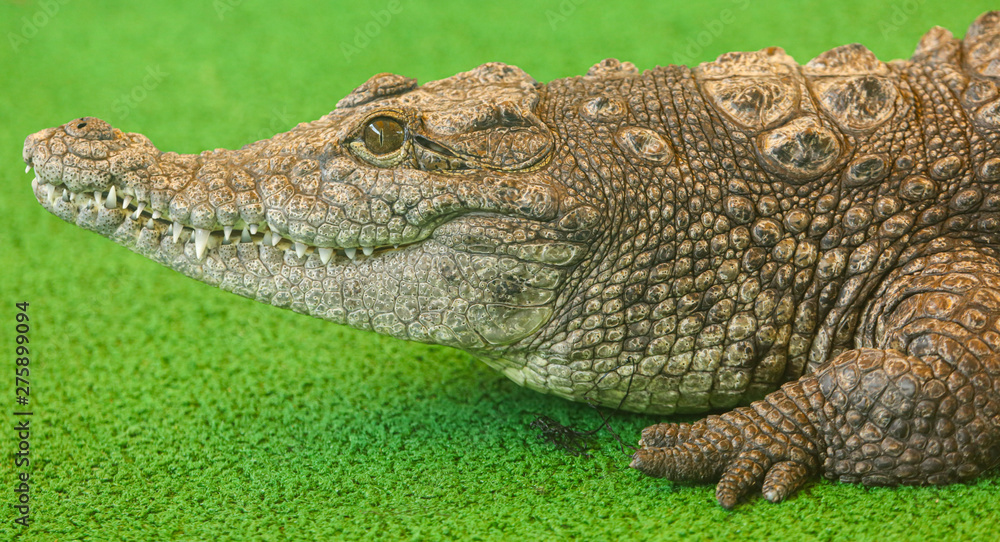 Fototapeta premium Portrait of a crocodile on a green background