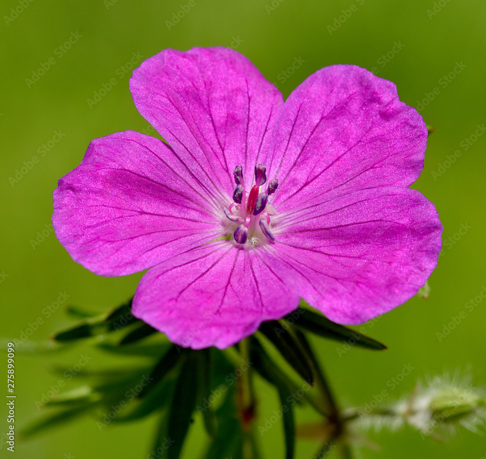 Blutstorchschnabel, Geranium, sanguineum Blutstorchschnabel, Geranium, sanguineum