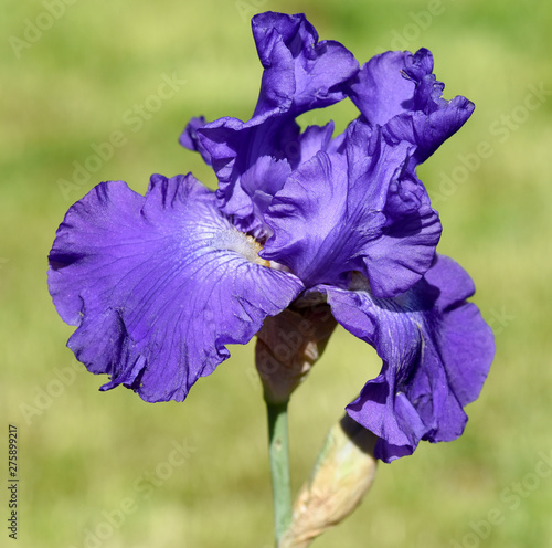 Schwertlilie, Iris Barbata-Elatior, Blue Rhythm