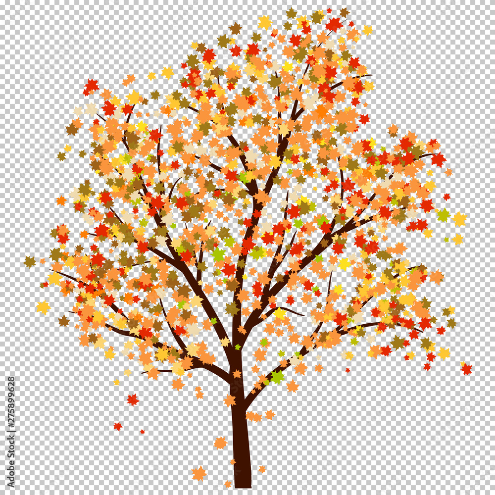 Fototapeta premium Autumn maple