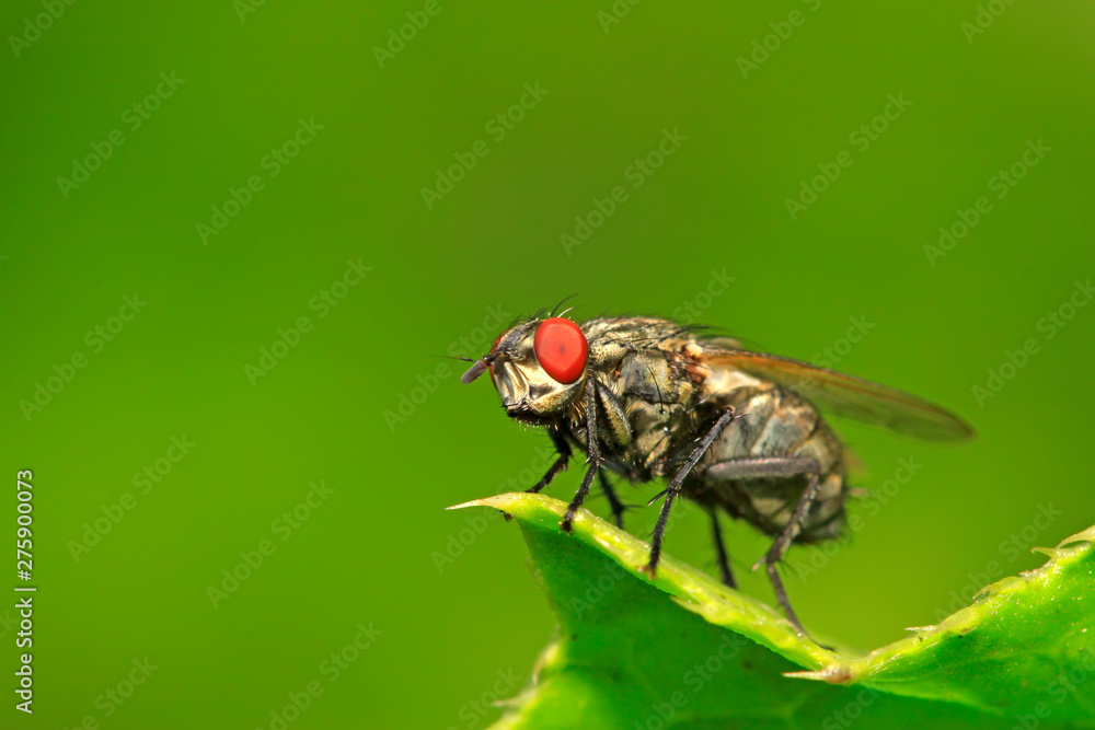 Tachinidae on plant Tachinidae on plant