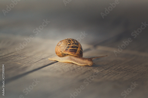 Snail on a walk