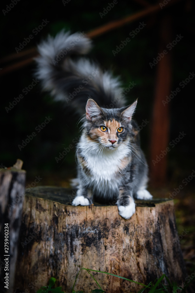 A playful blue patched color Maincoon cat posting tail up on a wooden log in a dark garden outdoor and looking at the front. Gray white and orange color cat out door.