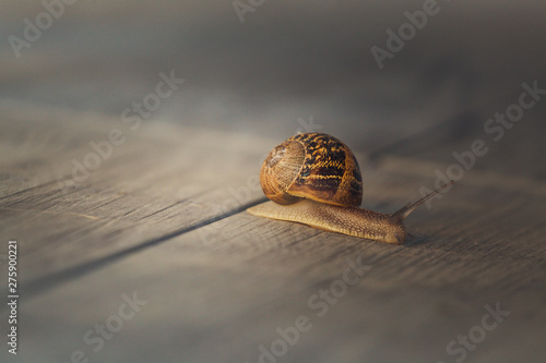 Snail on a walk
