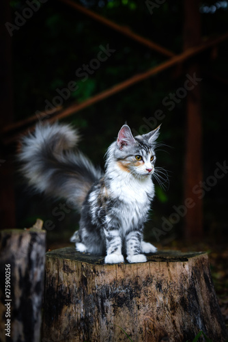 A playful blue patched color Maincoon cat posting tail up on a wooden log in a dark garden outdoor and looking at the front. Gray white and orange color cat out door.