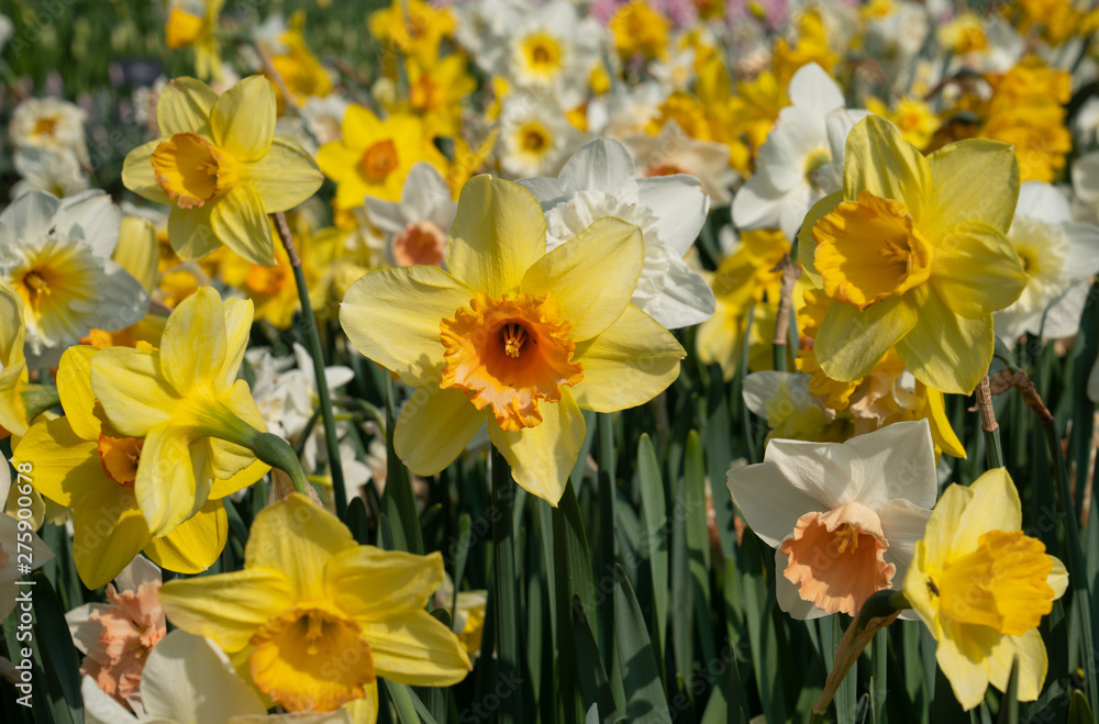 Fototapeta premium Daffodil, Narcissus