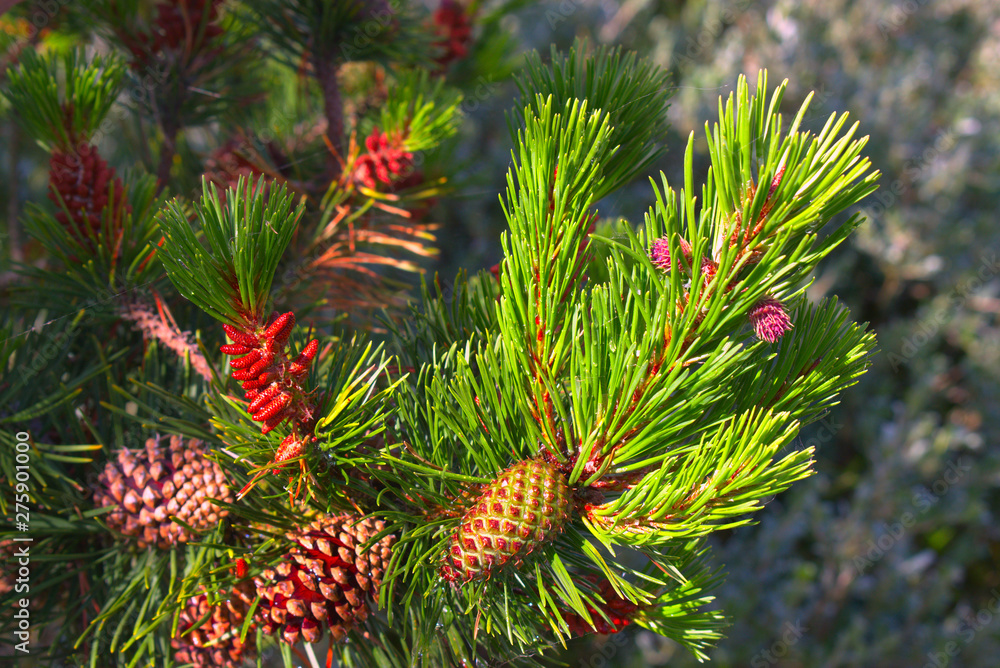 pine cone on a branch - obrazy, fototapety, plakaty 