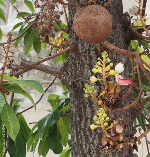 Cannon-ball tree or Couroupita guianensis Aubl. , LECYTHIDACEAE