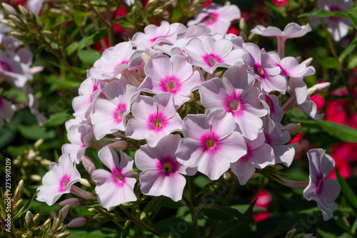 Garden Phlox, Phlox paniculata