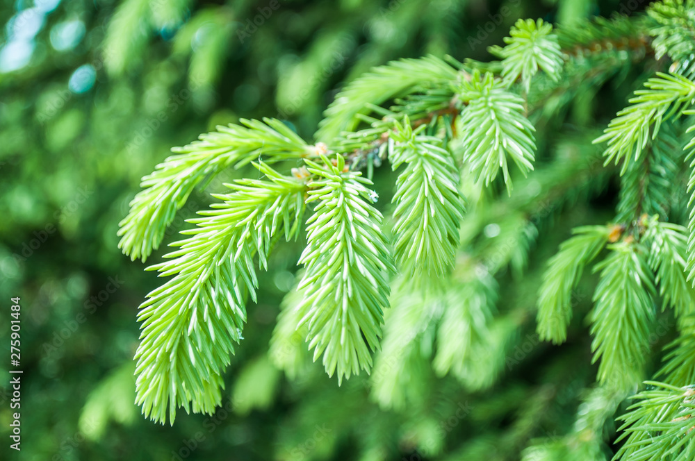 Spruce branch. Beautiful branch of spruce with needles. Christmas tree in nature. Green spruce. Spruce close up. Spruce branch. Beautiful branch of spruce with needles. Christmas tree in nature. Green spruce. Spruce close up.