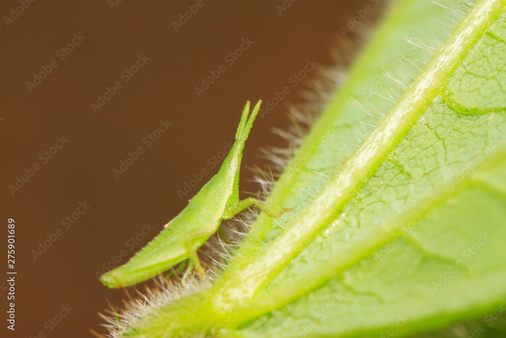 Atractomorpha sinensis Bolvar on plant Atractomorpha sinensis Bolvar on plant