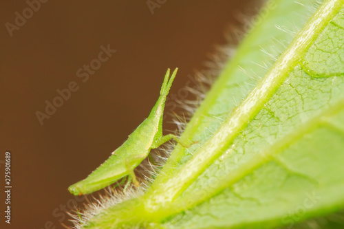 Atractomorpha sinensis Bolvar on plant photo