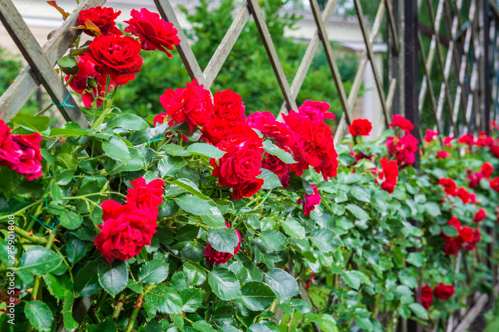 Red roses on a garden fence.