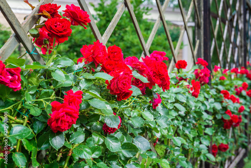 Red roses on a garden fence.