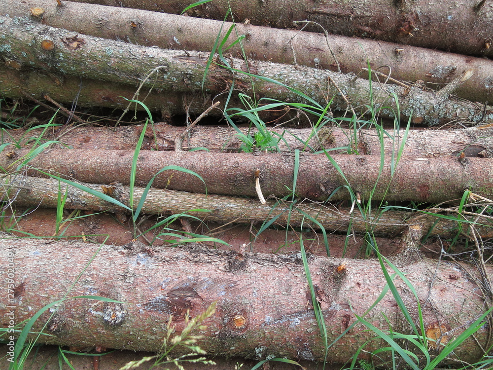 Background of folded, brown pine tree trunks. The grass growing between the felled tree trunks Background of folded, brown pine tree trunks. The grass growing between the felled tree trunks