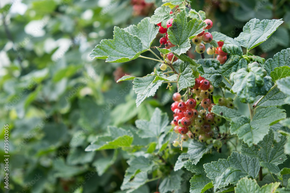 Fototapeta premium Red currant berries on the branch. Garden, summer, evening.