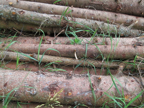 Background of folded, brown pine tree trunks. The grass growing between the felled tree trunks