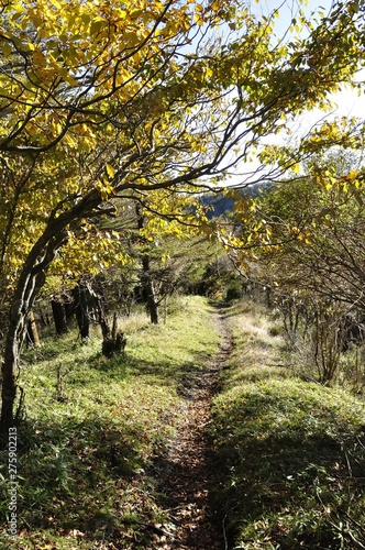 秋の山道