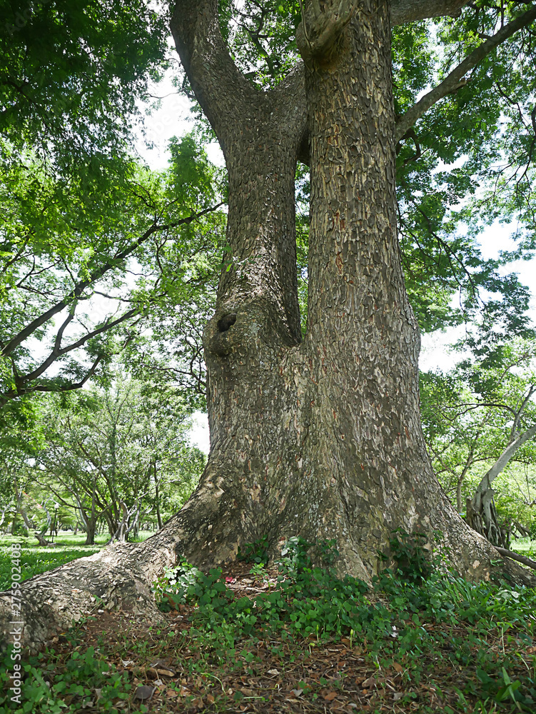 A large tree with roots covering the ground, a large tree in the garden A large tree with roots covering the ground, a large tree in the garden