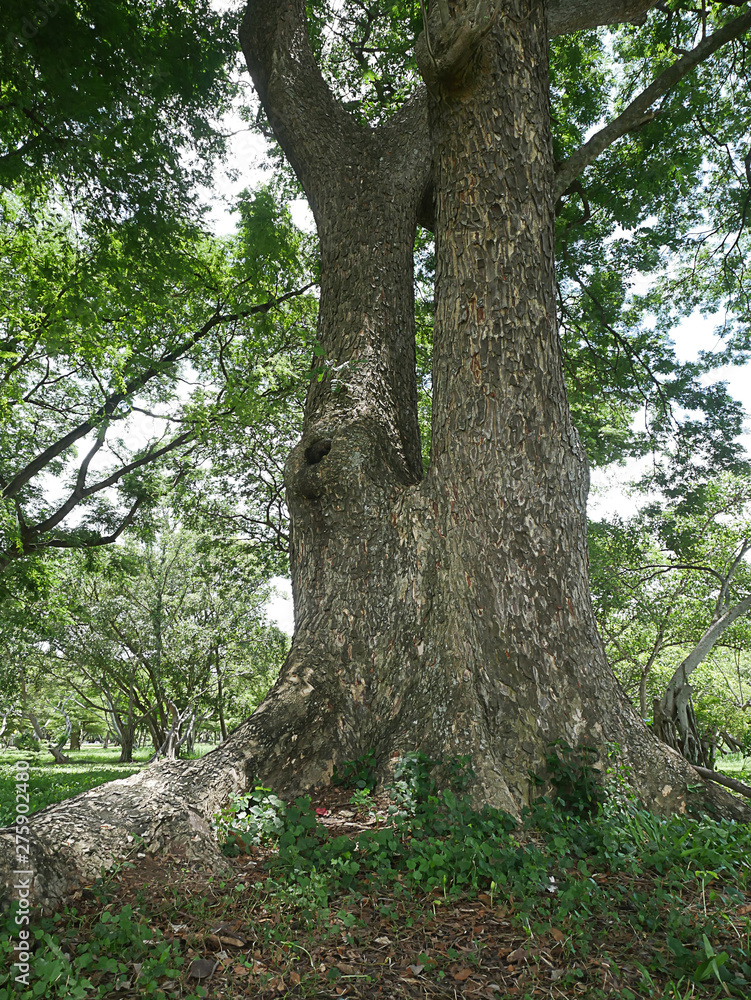 A large tree with roots covering the ground, a large tree in the garden A large tree with roots covering the ground, a large tree in the garden