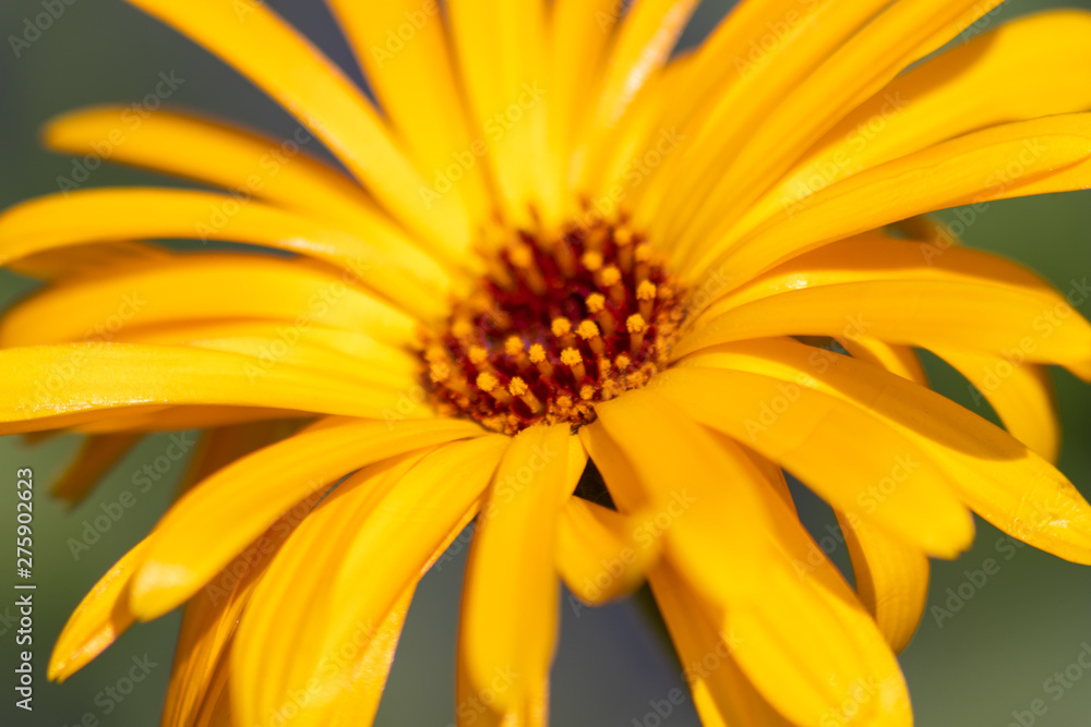 Bezaubernd schöne Blüten zeigen die Schönheit von Frühling und Sommer im Detail durch close up Makro-Aufnahme und schönem Sonnenschein zur schönsten Jahreszeit im Garten Bezaubernd schöne Blüten zeigen die Schönheit von Frühling und Sommer im Detail durch close up Makro-Aufnahme und schönem Sonnenschein zur schönsten Jahreszeit im Garten