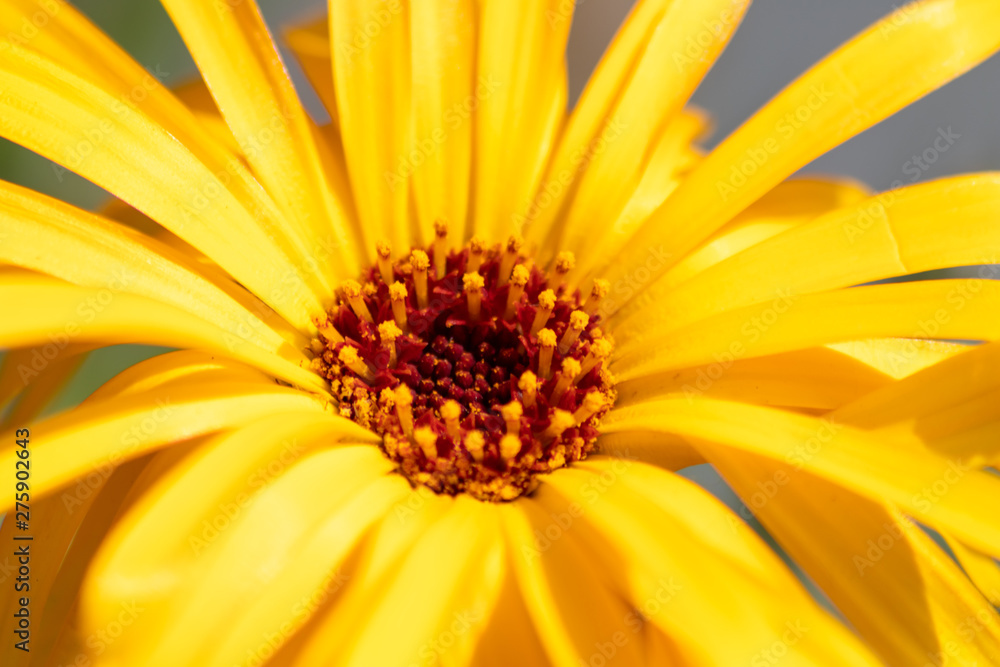 Bezaubernd schöne Blüten zeigen die Schönheit von Frühling und Sommer im Detail durch close up Makro-Aufnahme und schönem Sonnenschein zur schönsten Jahreszeit im Garten Bezaubernd schöne Blüten zeigen die Schönheit von Frühling und Sommer im Detail durch close up Makro-Aufnahme und schönem Sonnenschein zur schönsten Jahreszeit im Garten