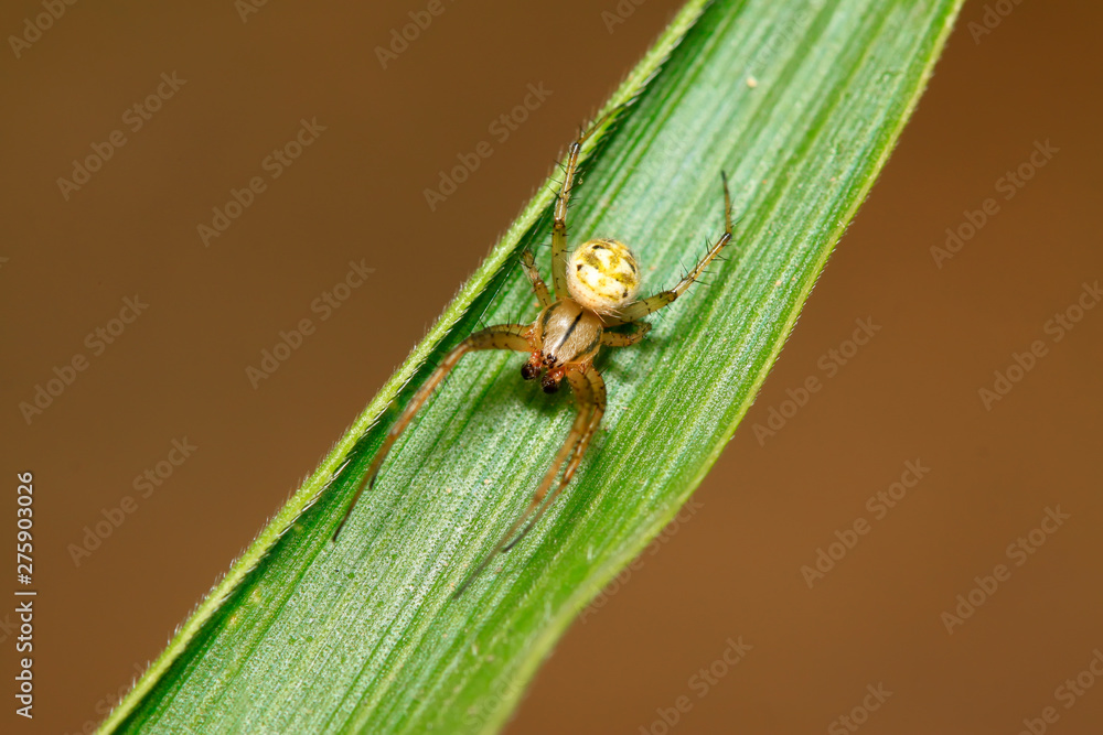 Fototapeta premium spider on plant
