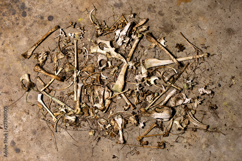 Still life of animal bones photo