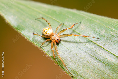 spider on plant