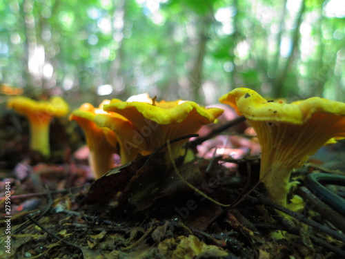 Growing mushrooms chanterelles close-up in the forest