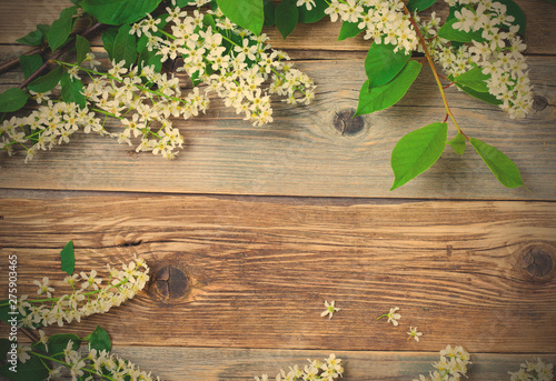 branch of blossom bird cherry on aged boards antique table