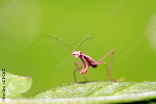 Mantis larvae on plant