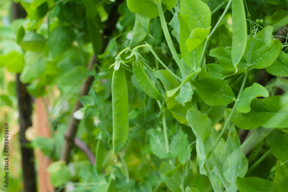 Green unripe peas pod in a kitchen garden. Agricultural concept, farming season Green unripe peas pod in a kitchen garden. Agricultural concept, farming season