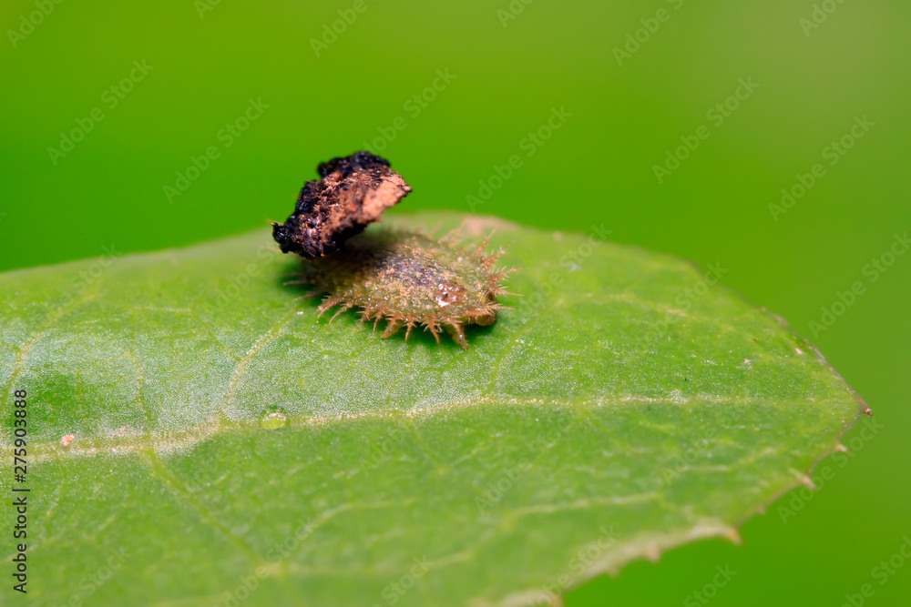 Fototapeta premium Hispidae insects larvae on plant