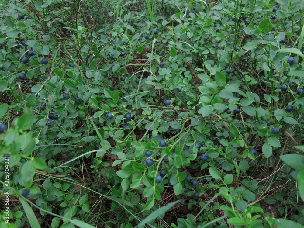 Background of wild blueberry bushes growing in the forest Background of wild blueberry bushes growing in the forest