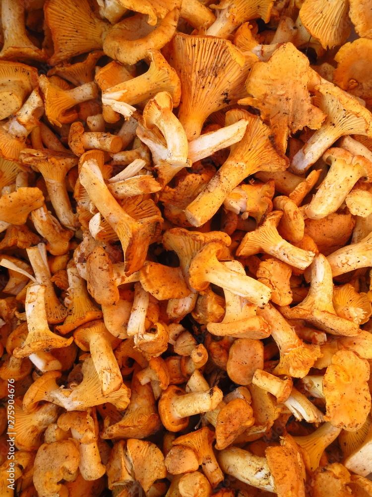 Background peeled mushrooms chanterelles lying in a pile. Young orange mushrooms chanterelles Background peeled mushrooms chanterelles lying in a pile. Young orange mushrooms chanterelles