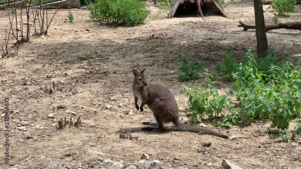 Kangaroo in the zoological garden walks away Kangaroo in the zoological garden walks away